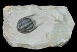 Cornuproetus Trilobite Fossil - Hamar Laghdad, Morocco #169666-3